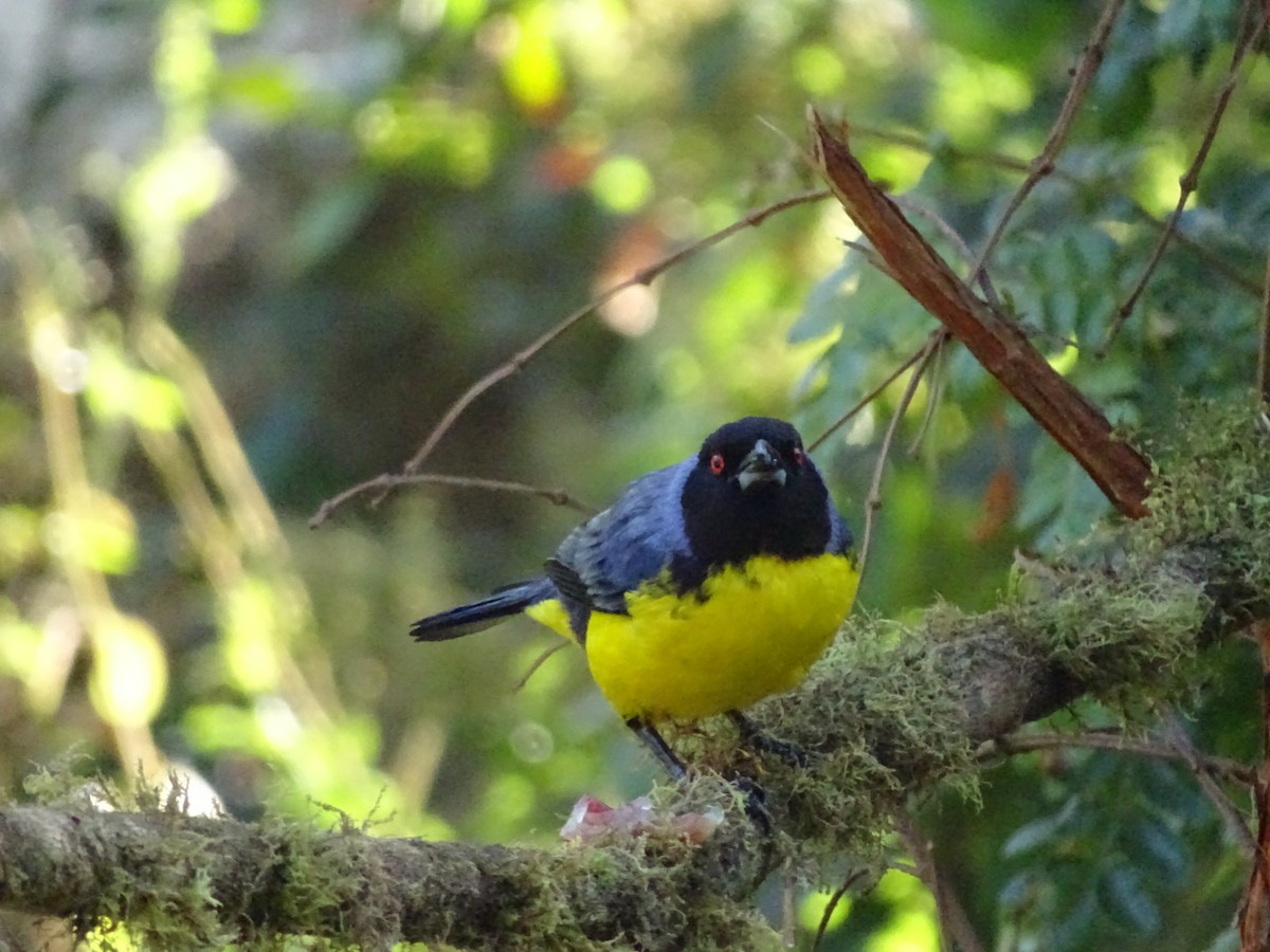 Hooded Mountain Tanager - ML643186017