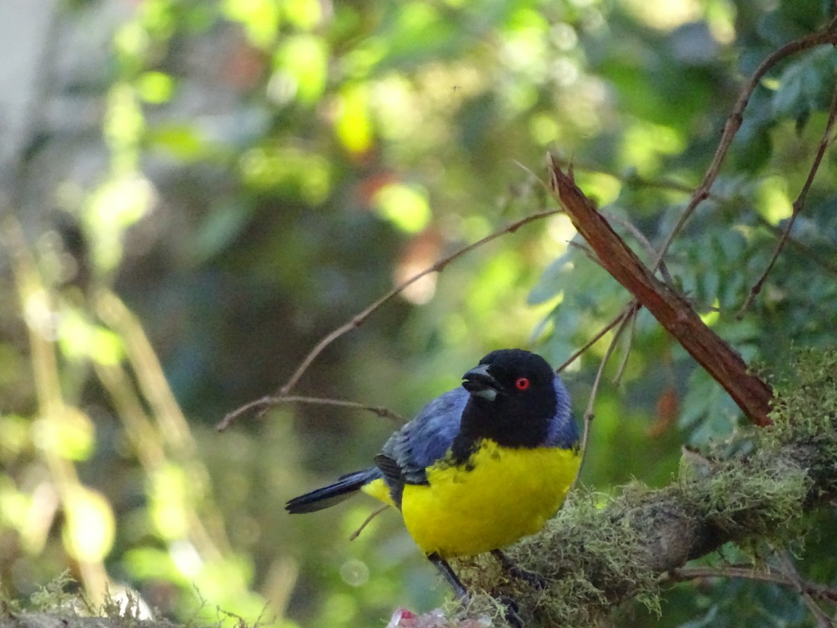 Hooded Mountain Tanager - ML643186018