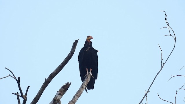 Greater Yellow-headed Vulture - ML643186022