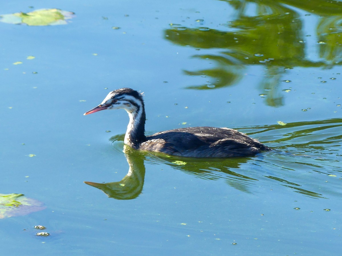 Great Crested Grebe - ML643186034