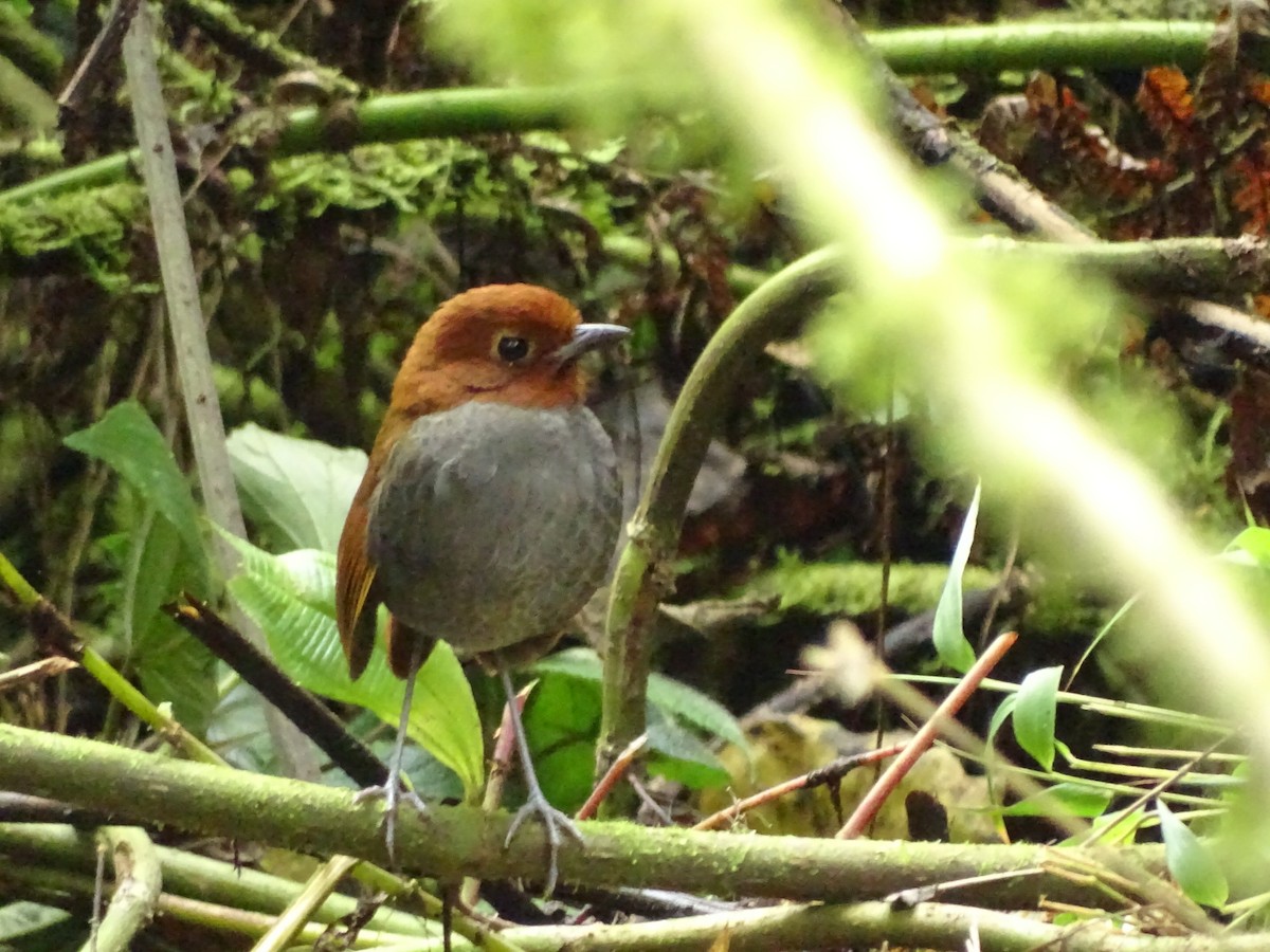 Bicolored Antpitta - ML643186044