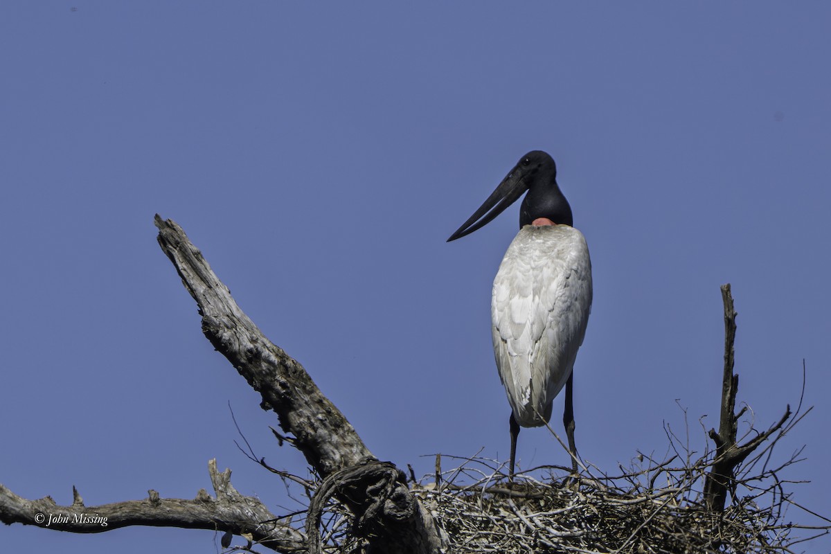 Jabiru - ML643186049
