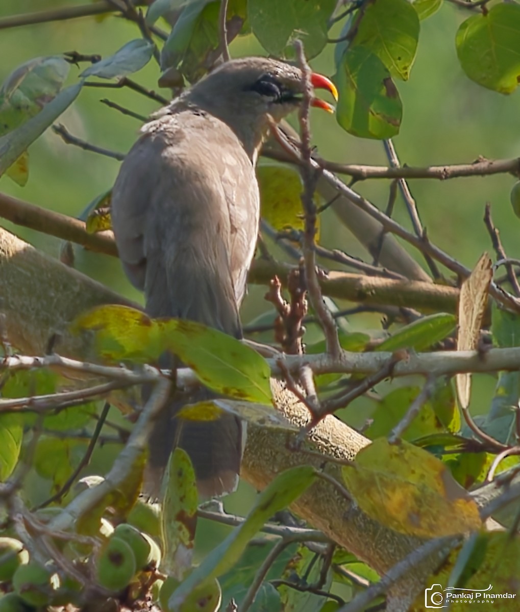 Sirkeer Malkoha - ML643186051