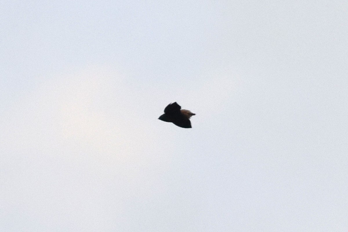 Short-tailed Swift - ML643186073