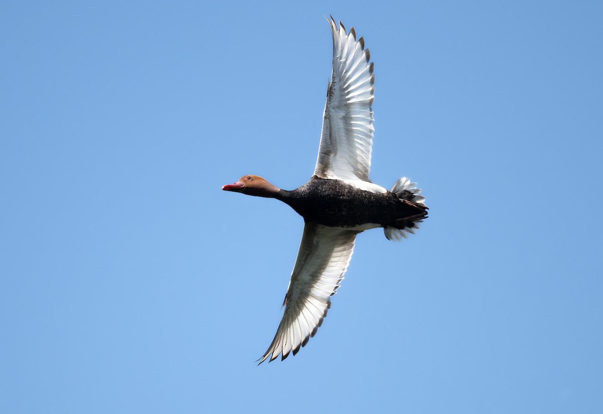 Red-crested Pochard - ML643186075