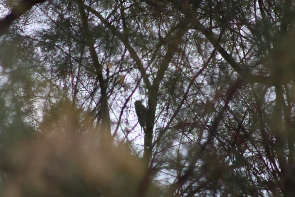 Red-naped Sapsucker - ML643186082