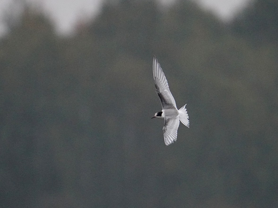 Arctic Tern - ML643186085