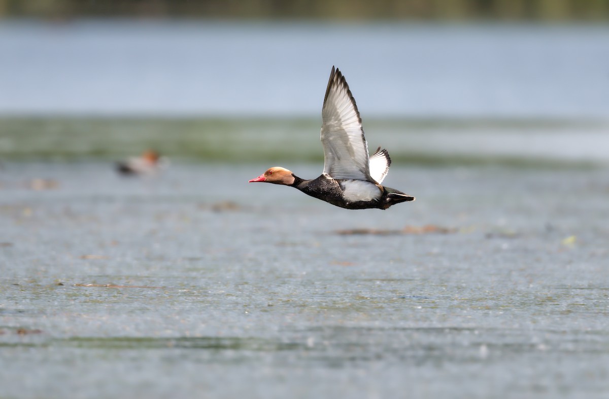 Red-crested Pochard - ML643186087