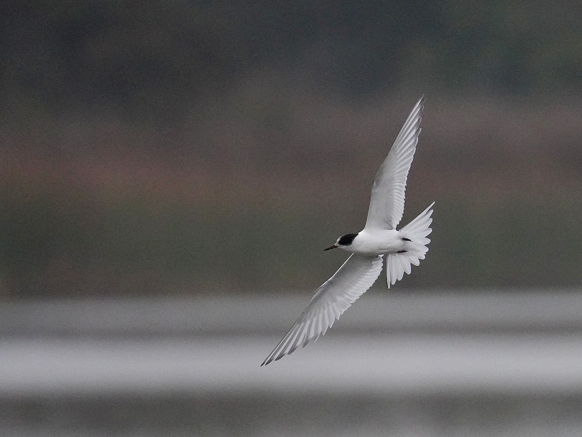 Arctic Tern - ML643186088