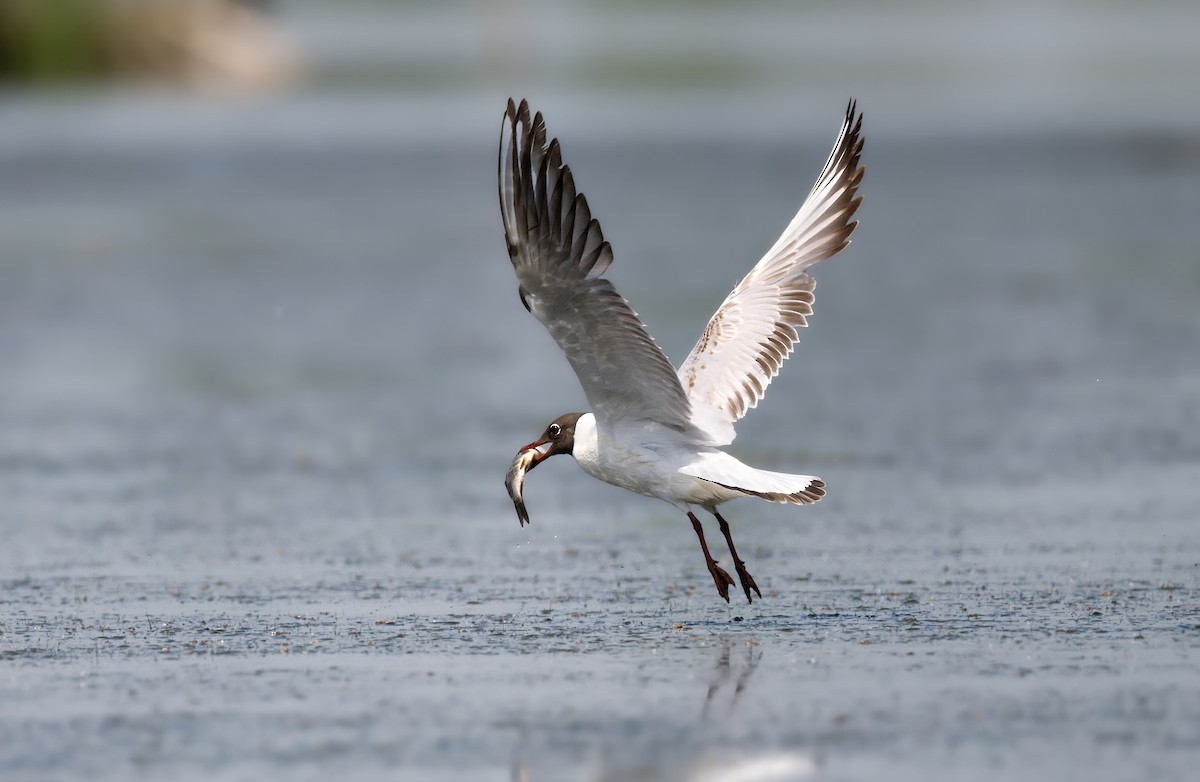 Black-headed Gull - ML643186094