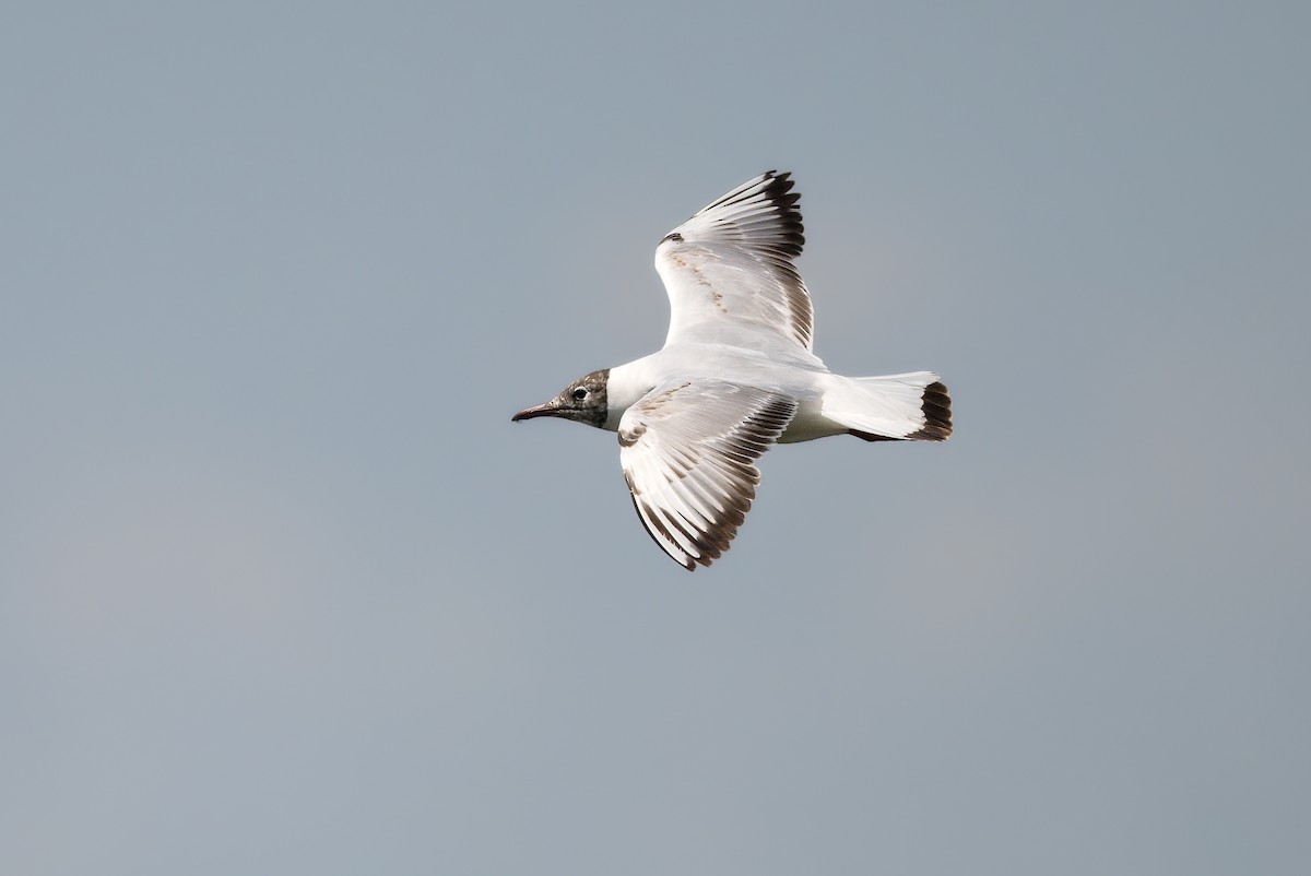 Black-headed Gull - ML643186102