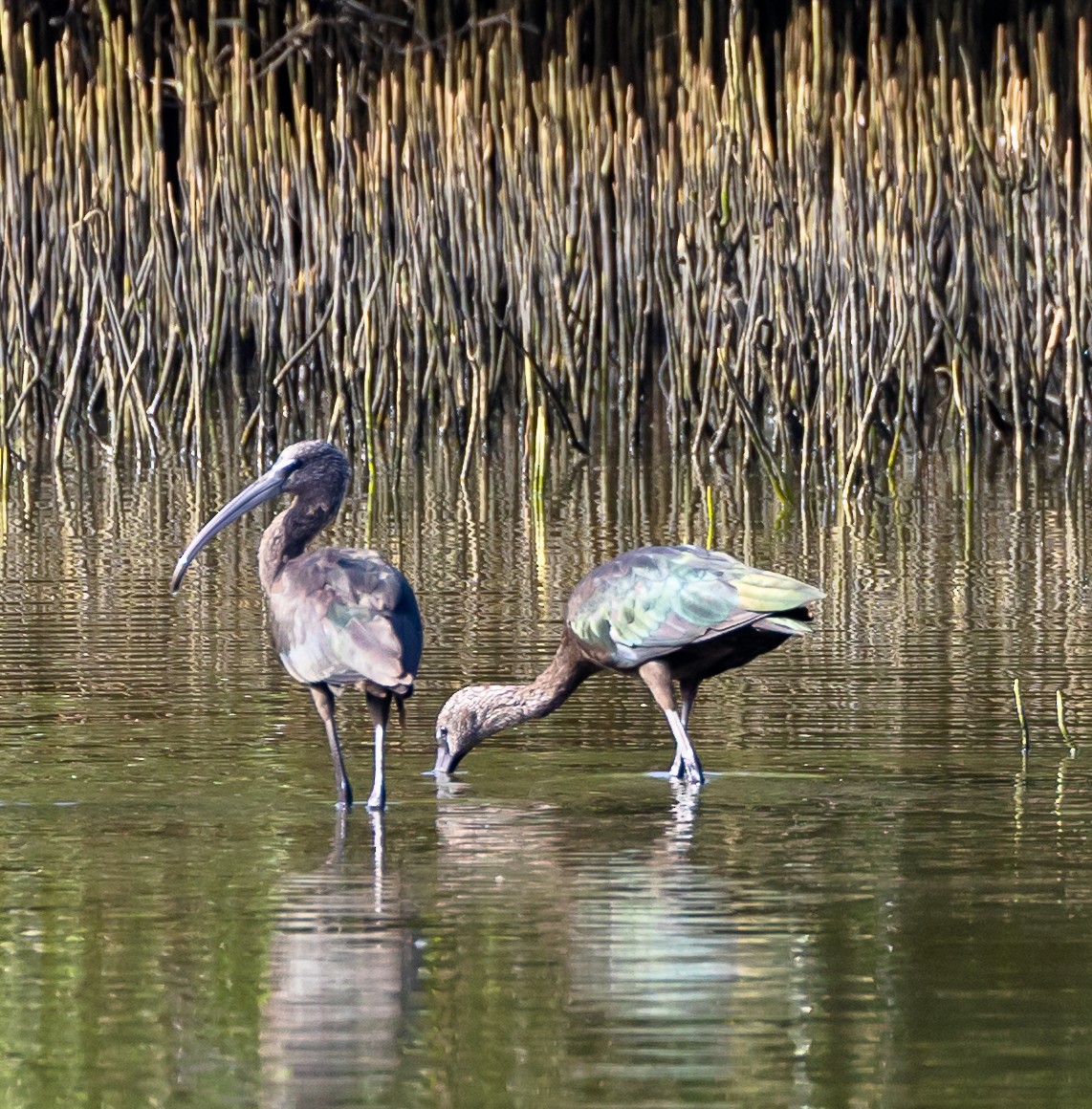 Glossy Ibis - ML643186105