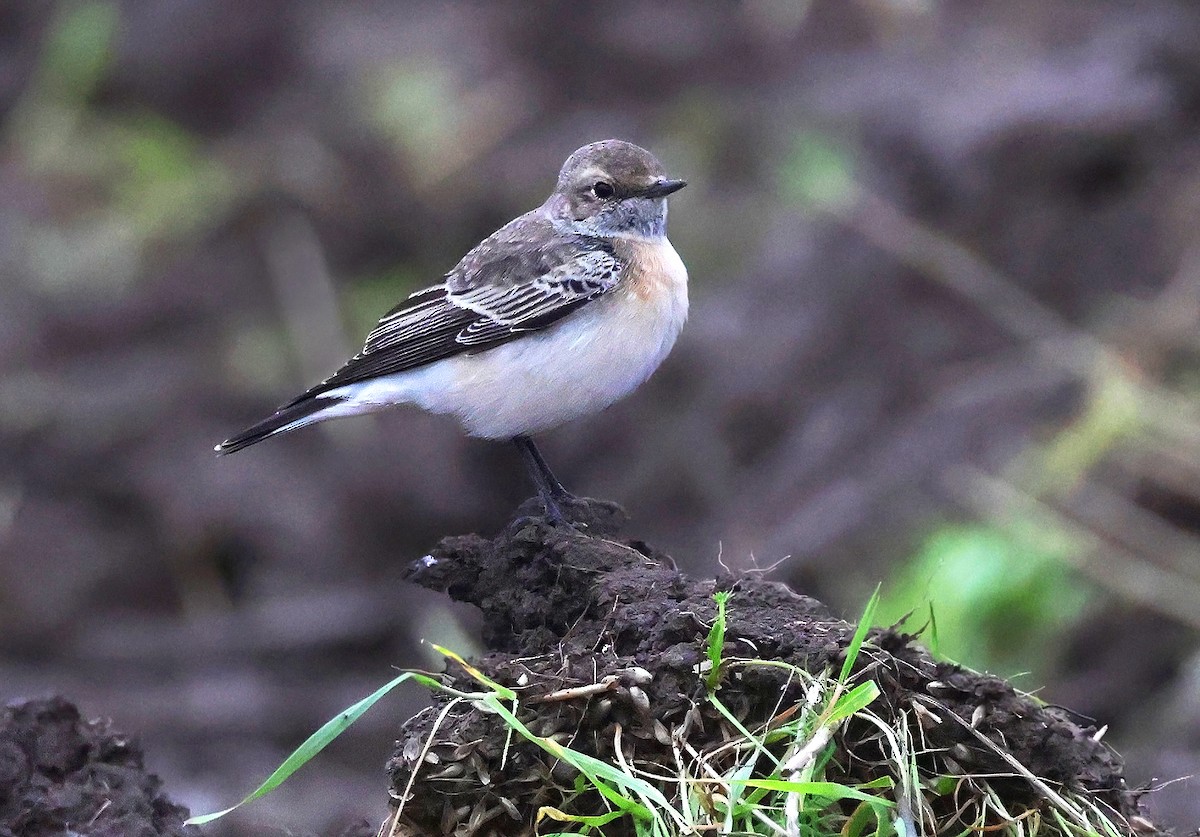 Pied Wheatear - ML643186112