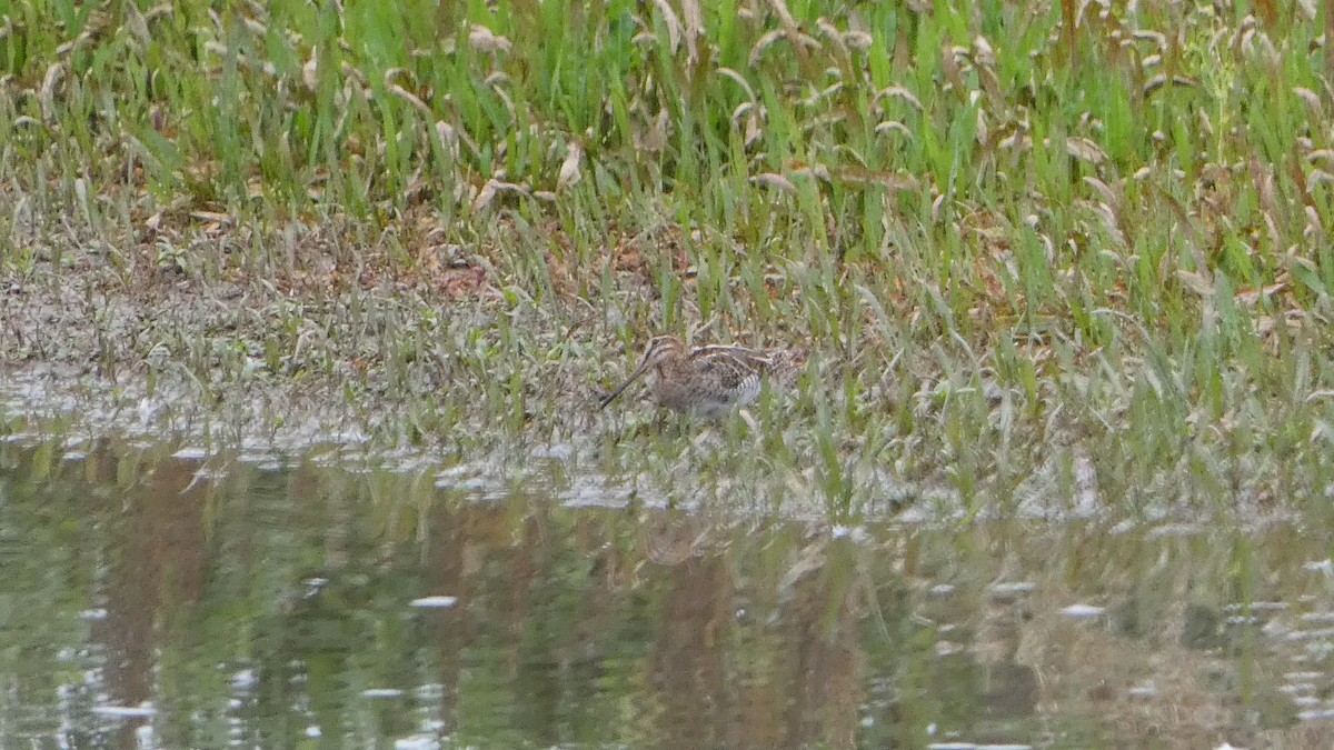 Common Snipe - ML643186122