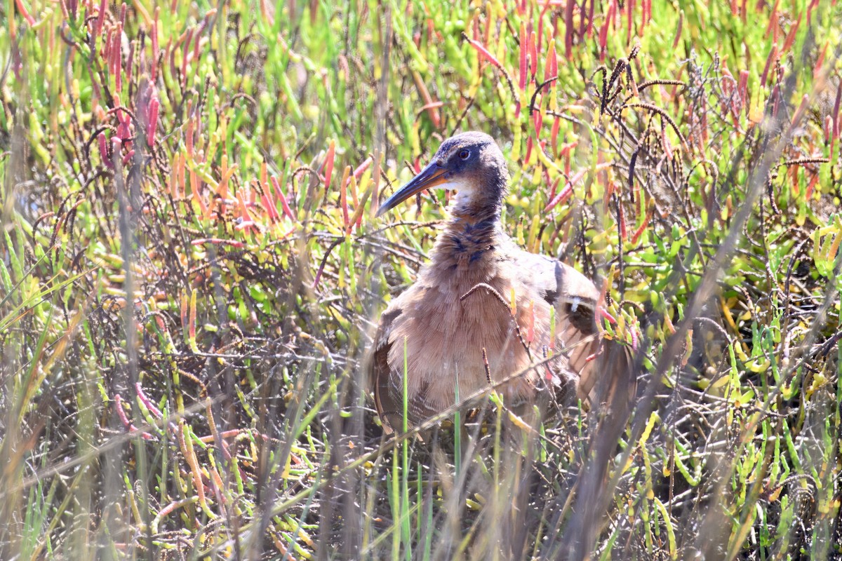 Ridgway's Rail - ML643186123