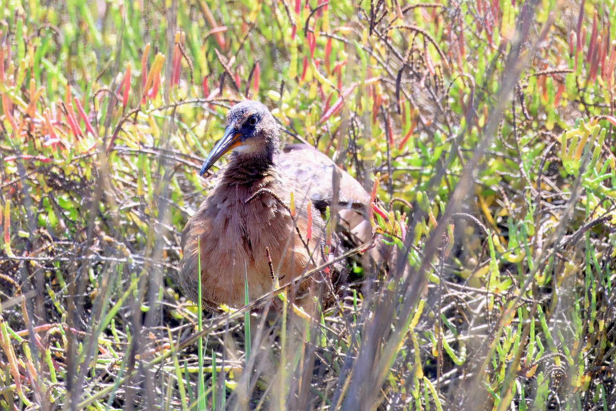 Ridgway's Rail - ML643186126