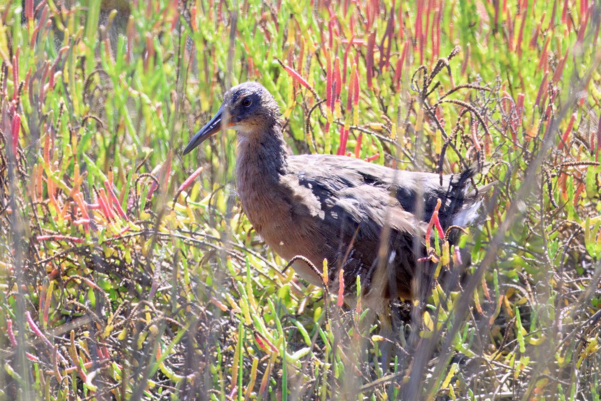 Ridgway's Rail - ML643186129