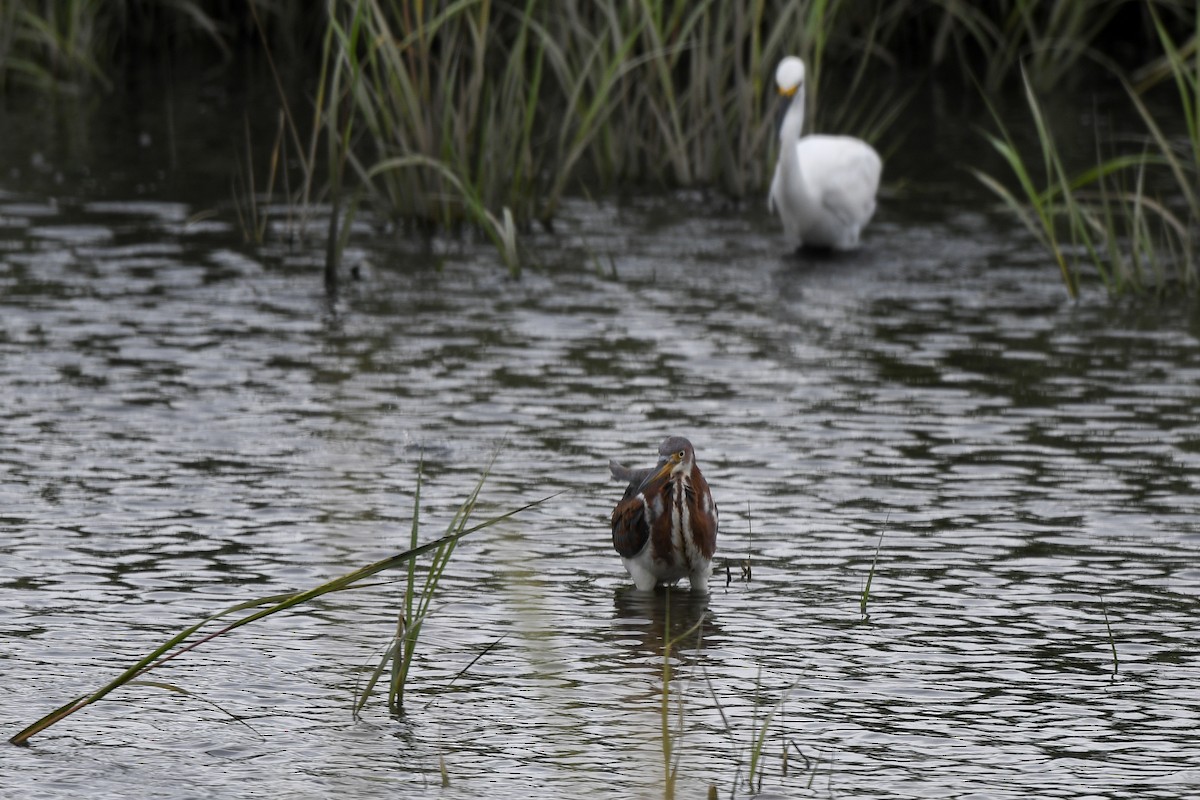 Tricolored Heron - ML643186130
