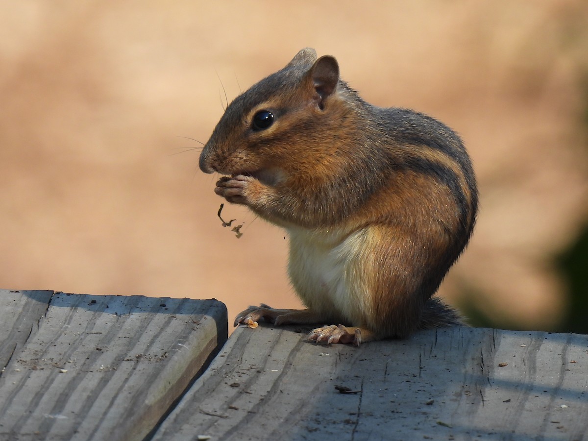 Eastern Chipmunk - ML643186132