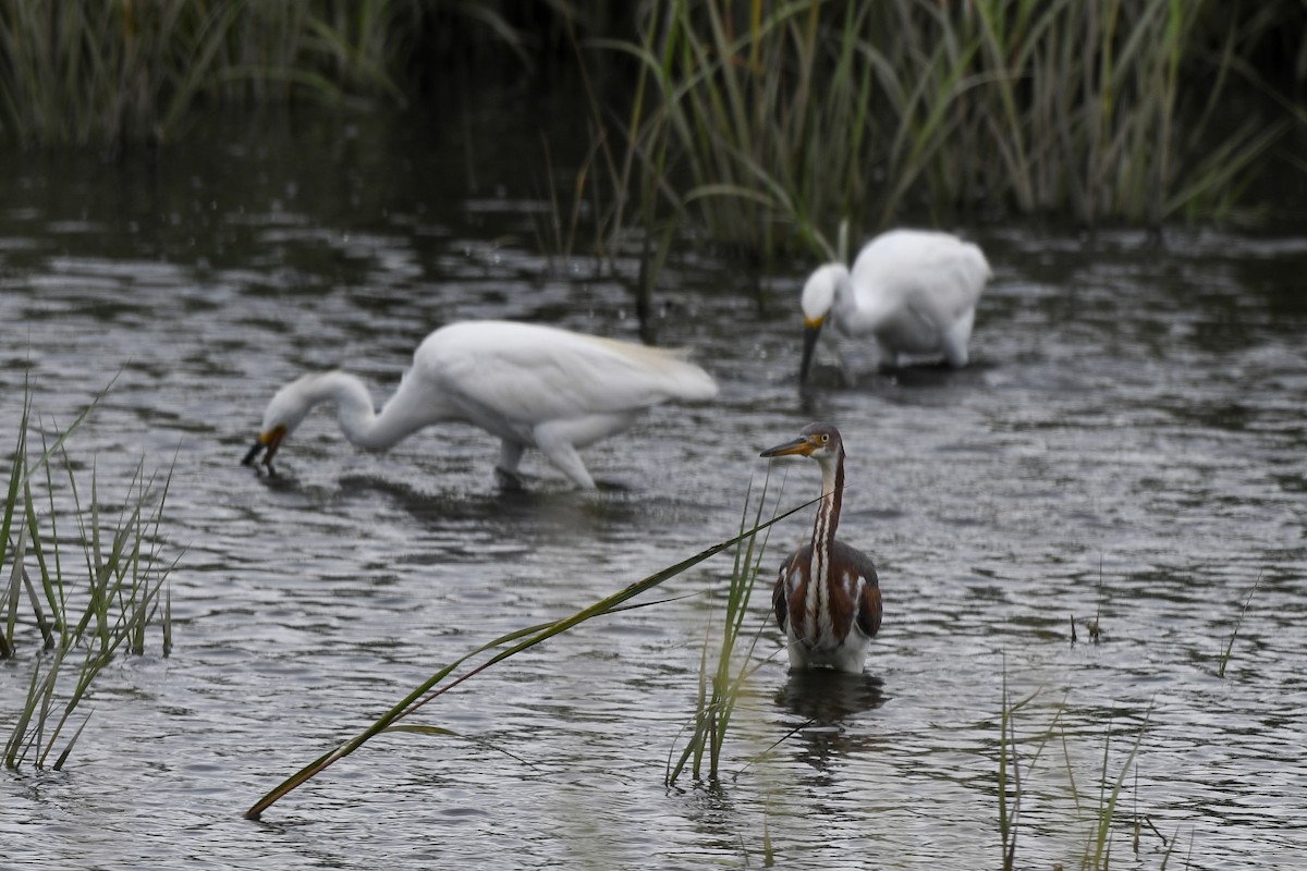 Tricolored Heron - ML643186133