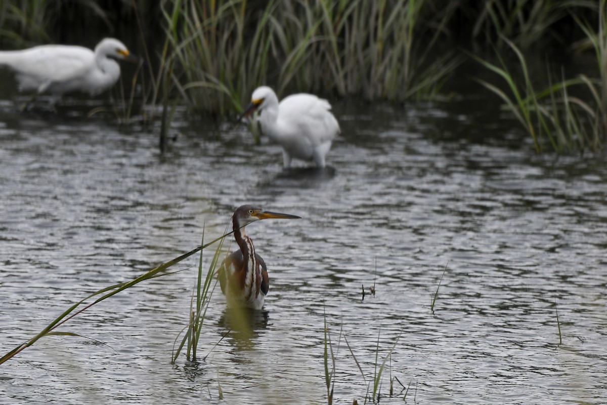 Tricolored Heron - ML643186135