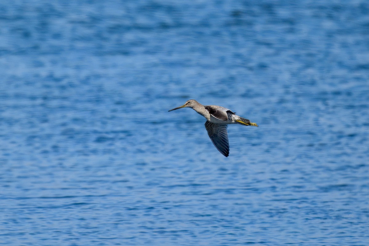kortnebbekkasinsnipe - ML643186149