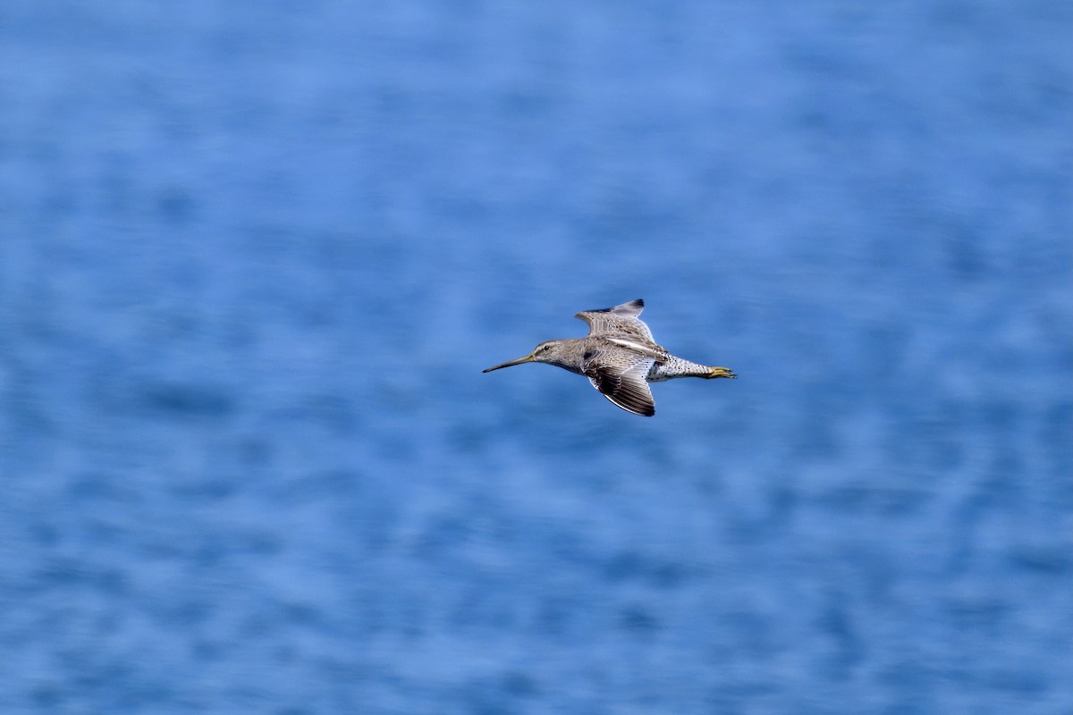 kortnebbekkasinsnipe - ML643186151
