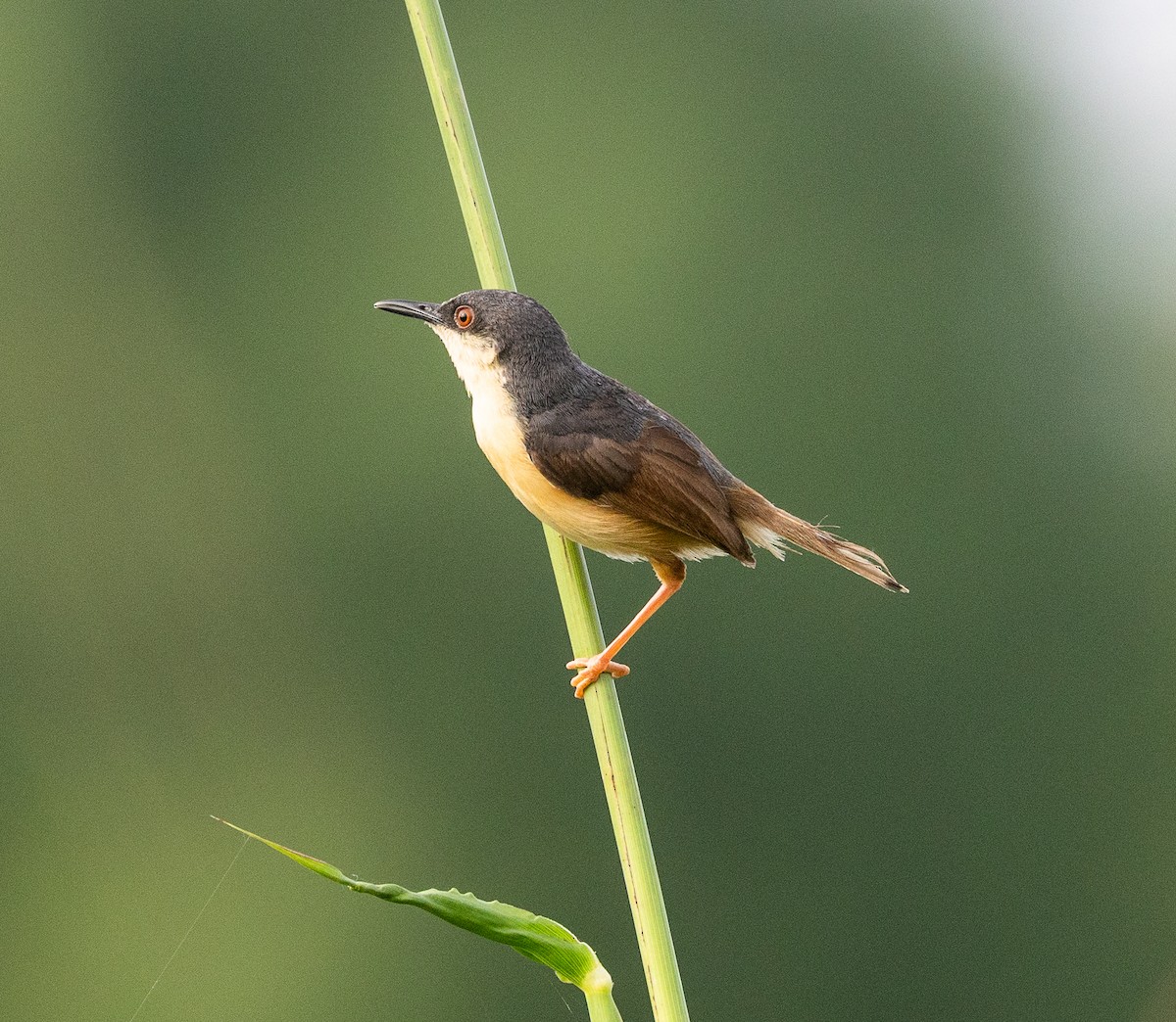 Ashy Prinia - ML643186166