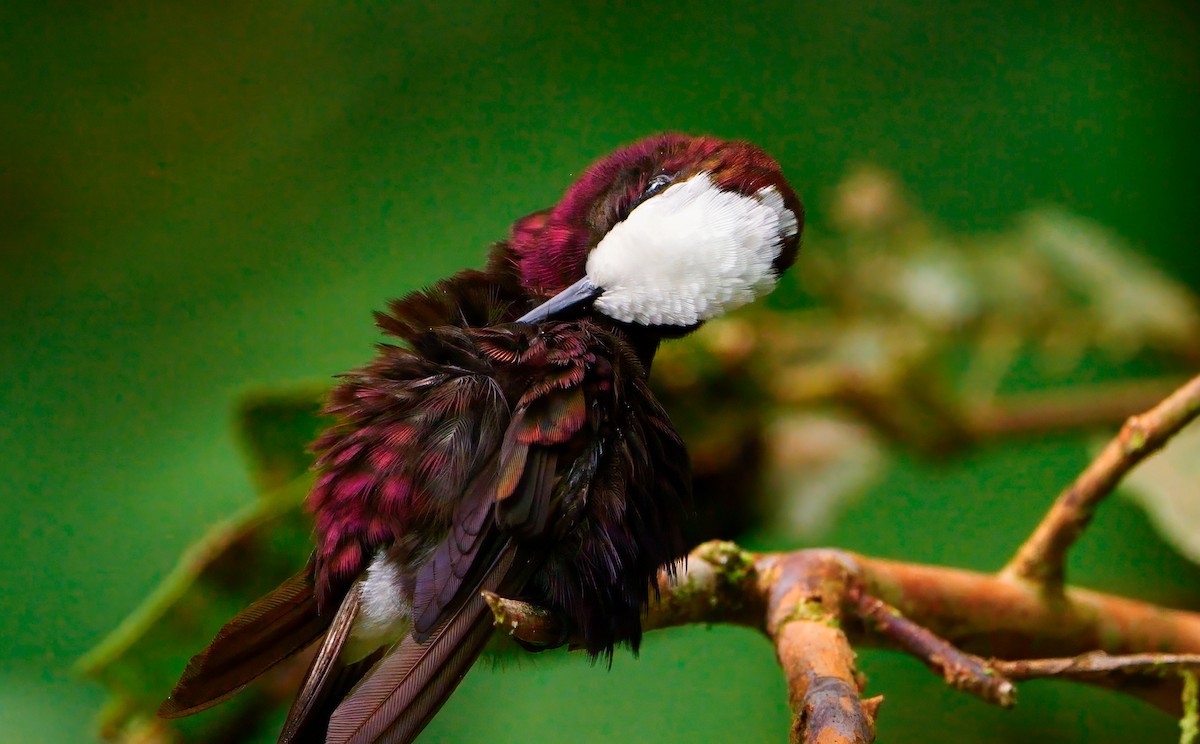 Snowcap - ML643186170