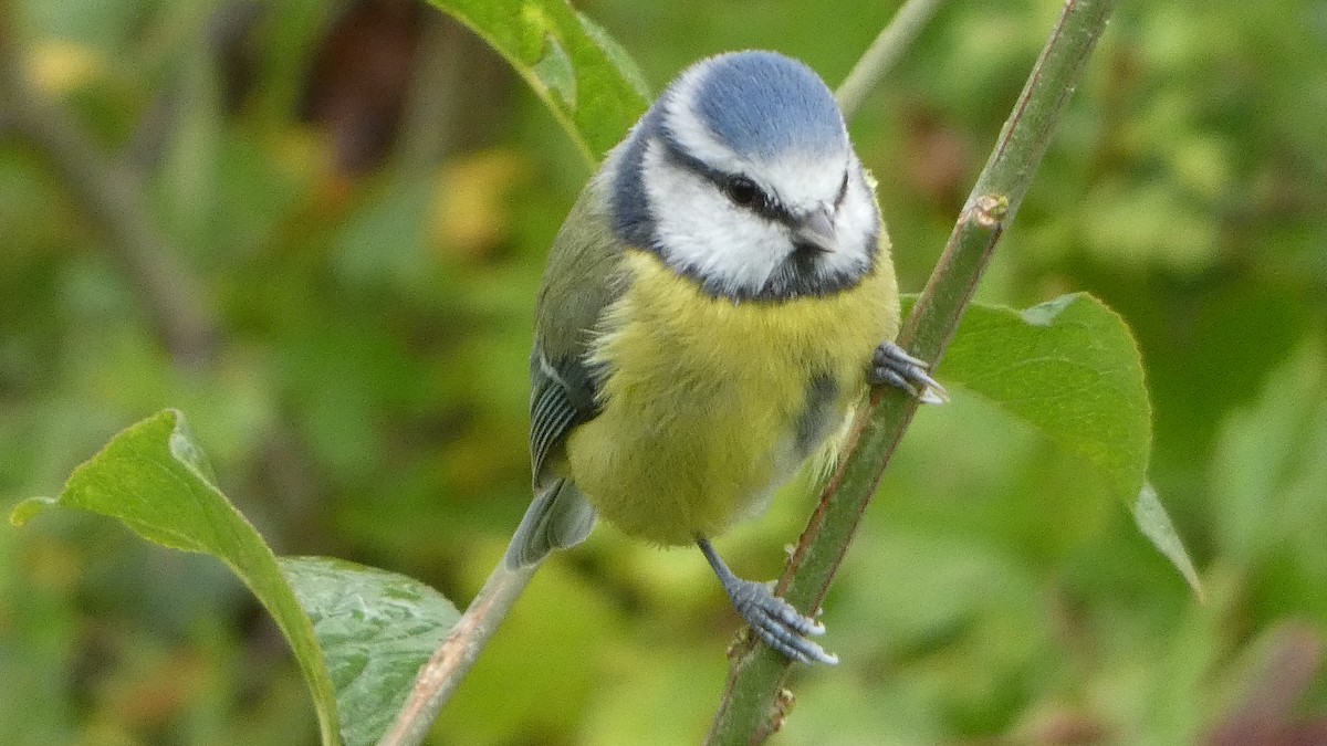 Eurasian Blue Tit - ML643186171