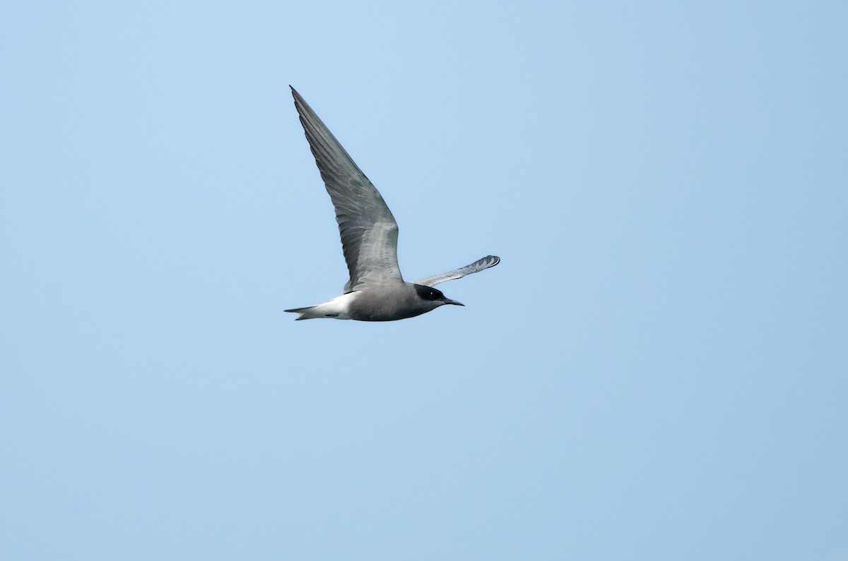 Black Tern - ML643186174