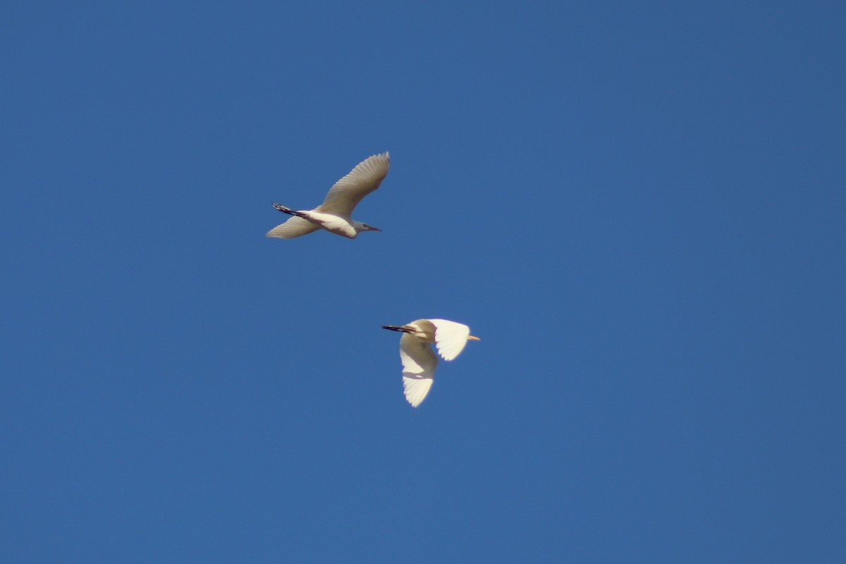 Western Cattle-Egret - ML643186176