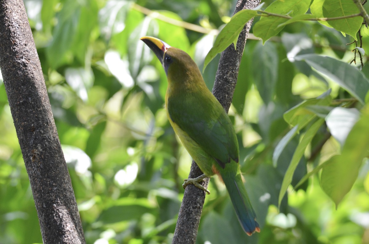 Northern Emerald-Toucanet - ML643186178