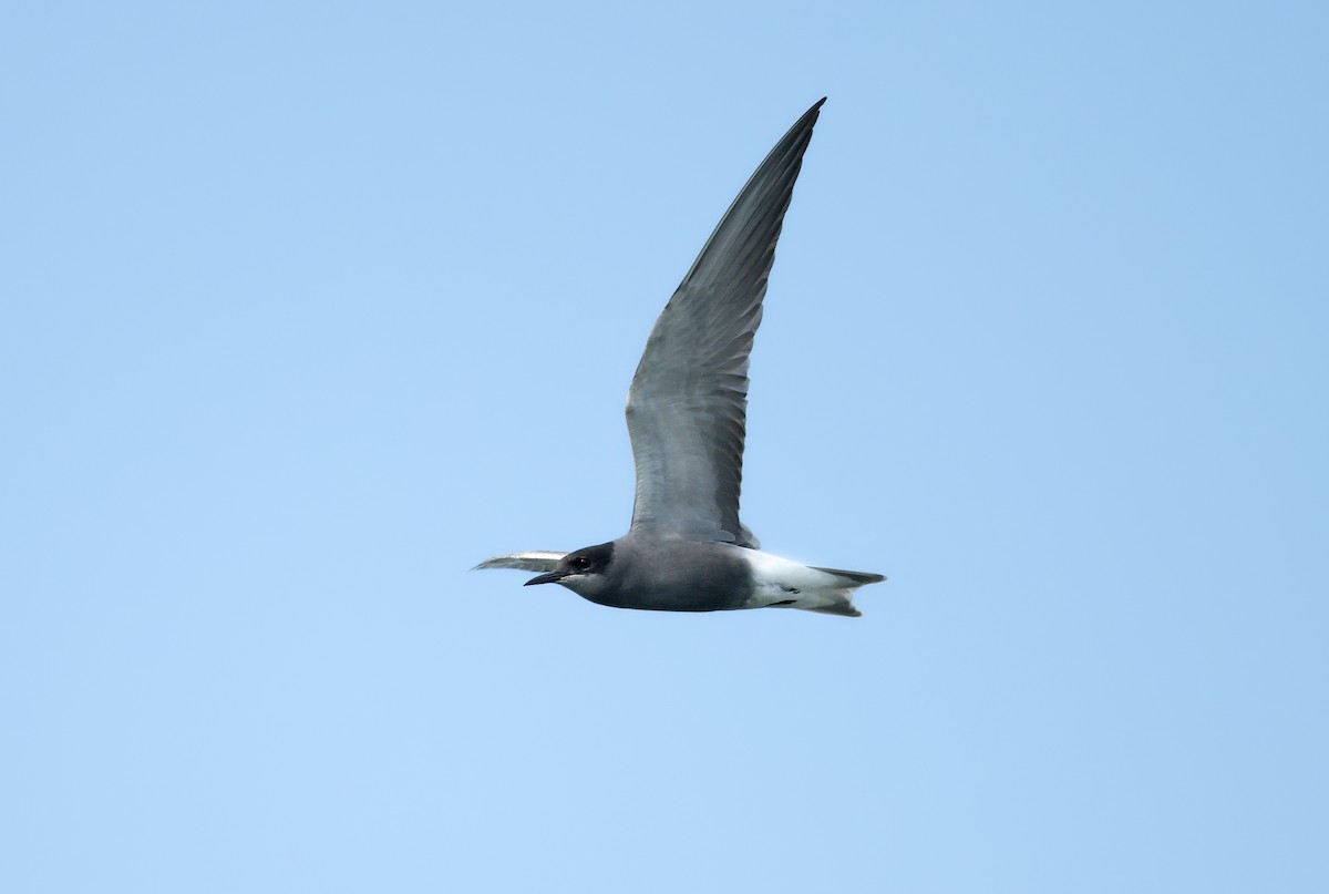 Black Tern - ML643186180