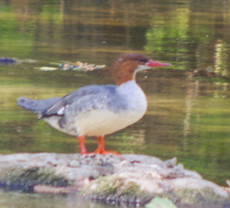 Common Merganser - ML643186181