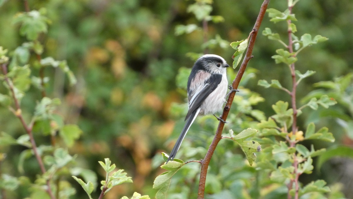 Long-tailed Tit - ML643186182