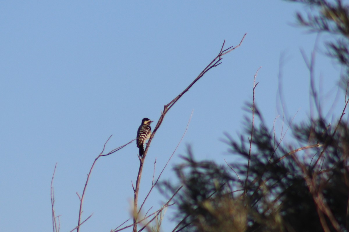Ladder-backed Woodpecker - ML643186189