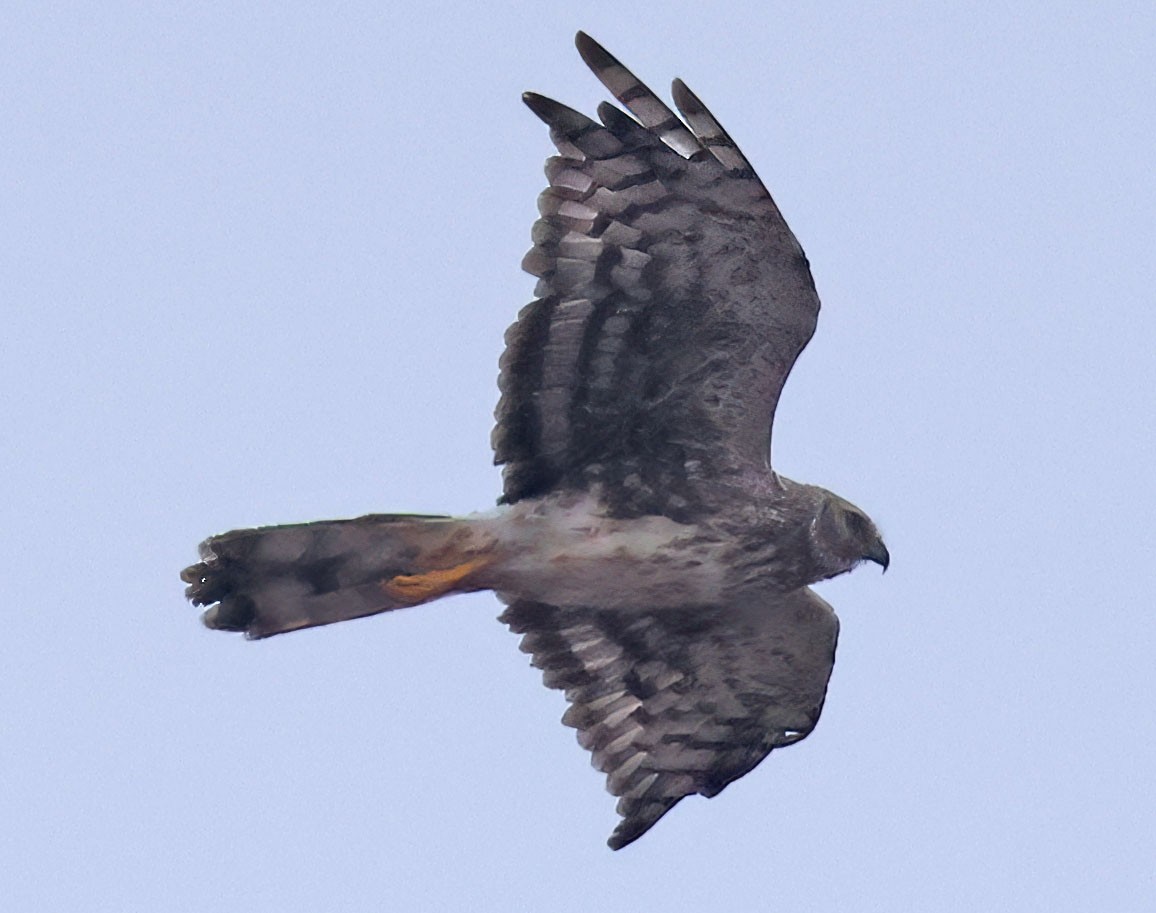 mørkmyrhauk - ML643186196