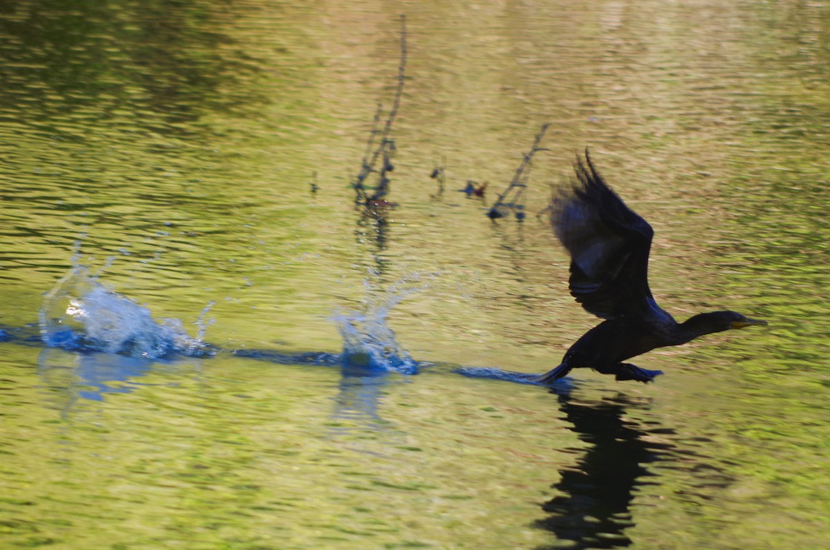 Double-crested Cormorant - ML643186198