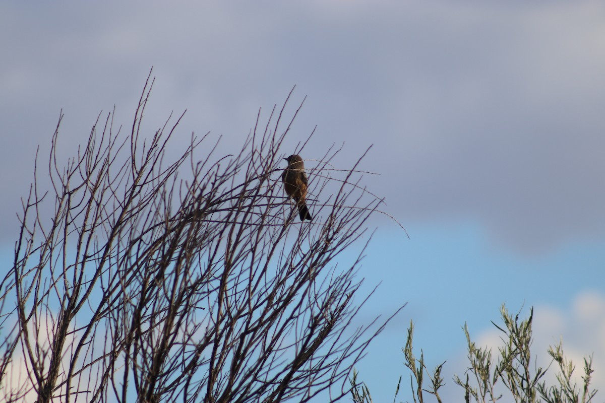 Say's Phoebe - ML643186200