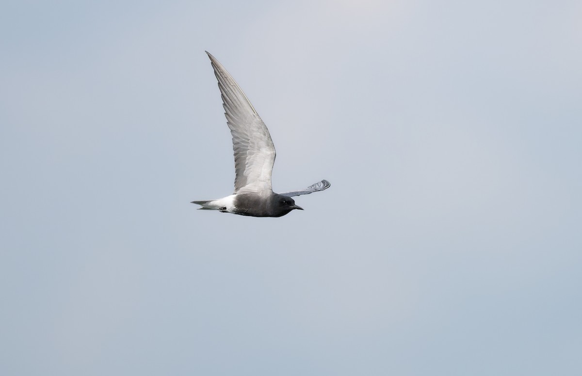 Black Tern - ML643186201