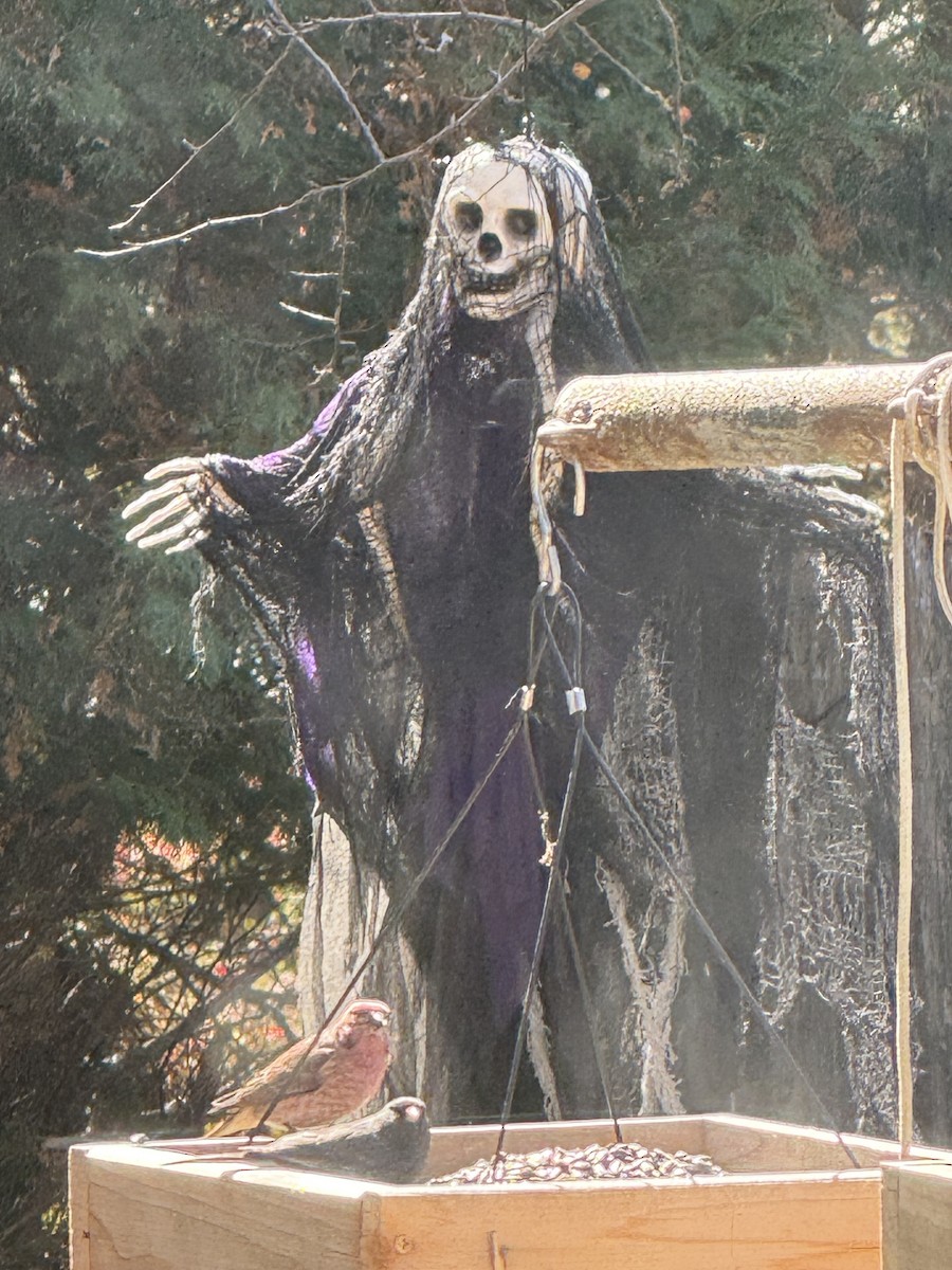 Purple Finch (Eastern) - ML643186202