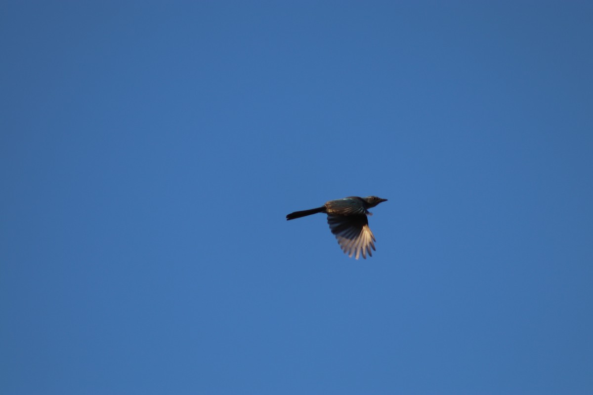Woodhouse's Scrub-Jay - ML643186203