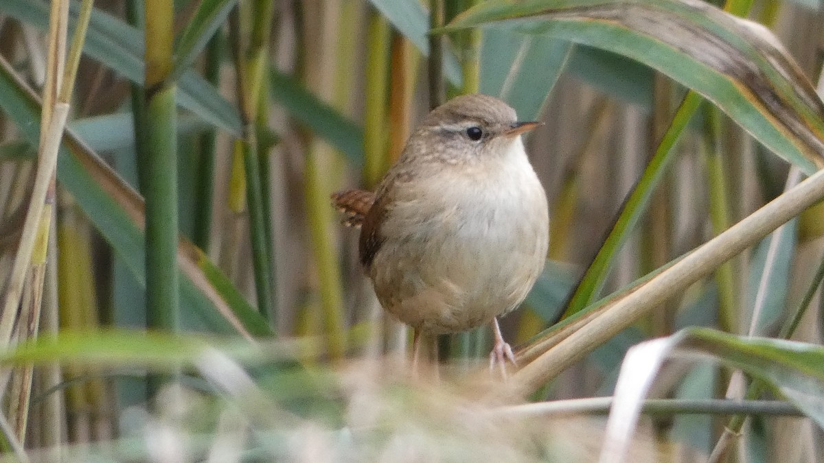 Eurasian Wren - ML643186204