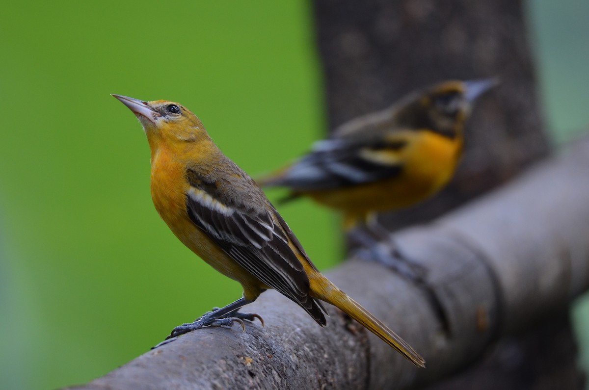 Oriole de Baltimore - ML643186205
