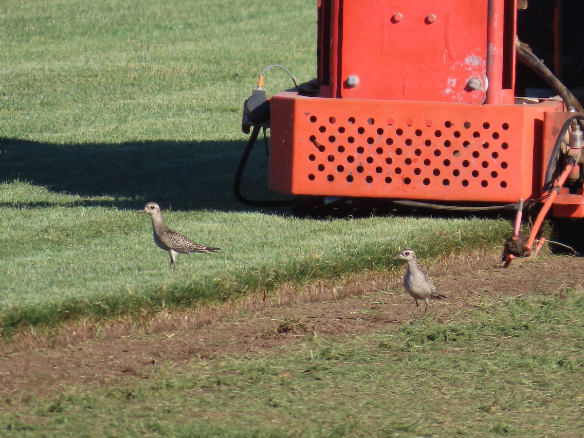 American Golden-Plover - ML643186206