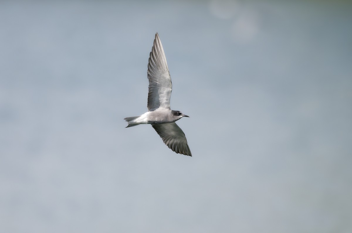Black Tern - ML643186207