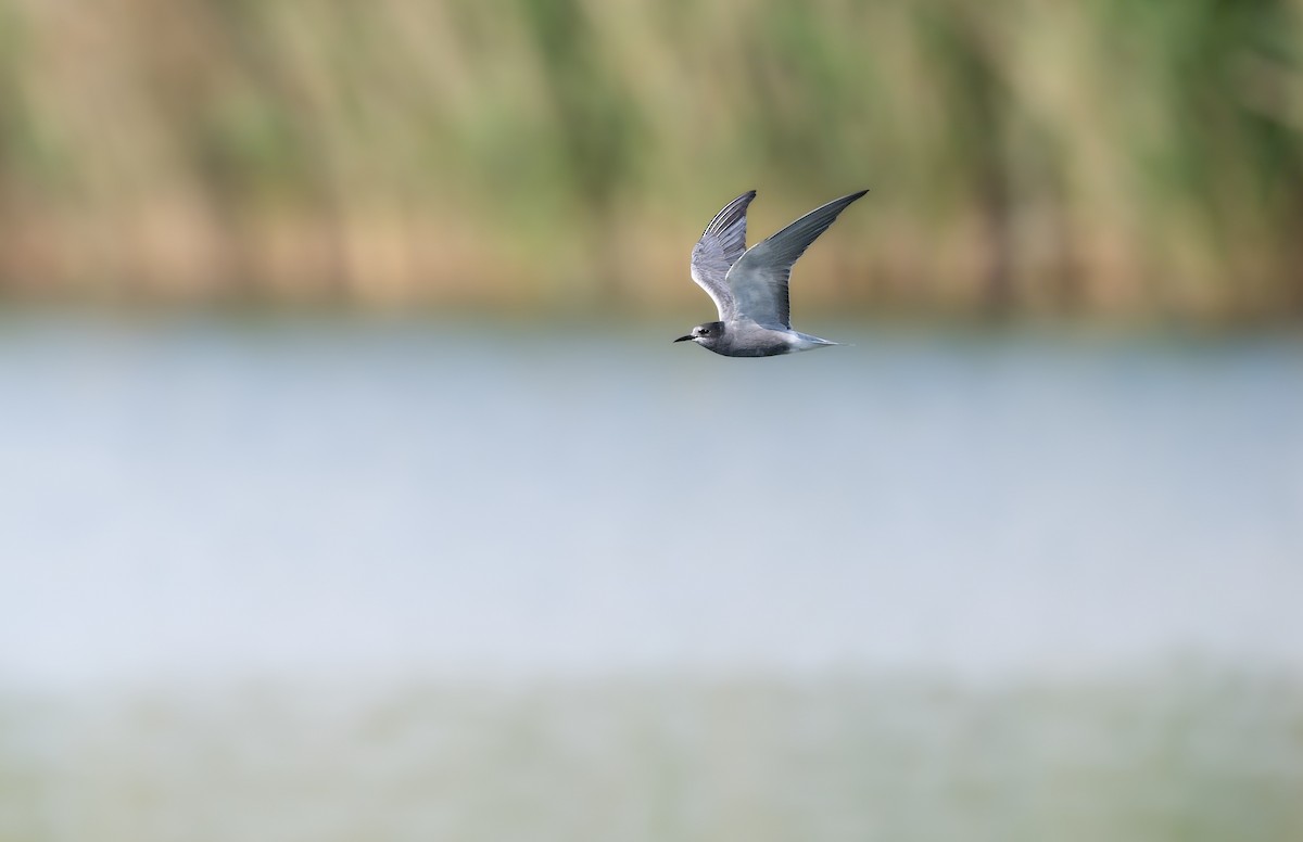 Black Tern - ML643186210