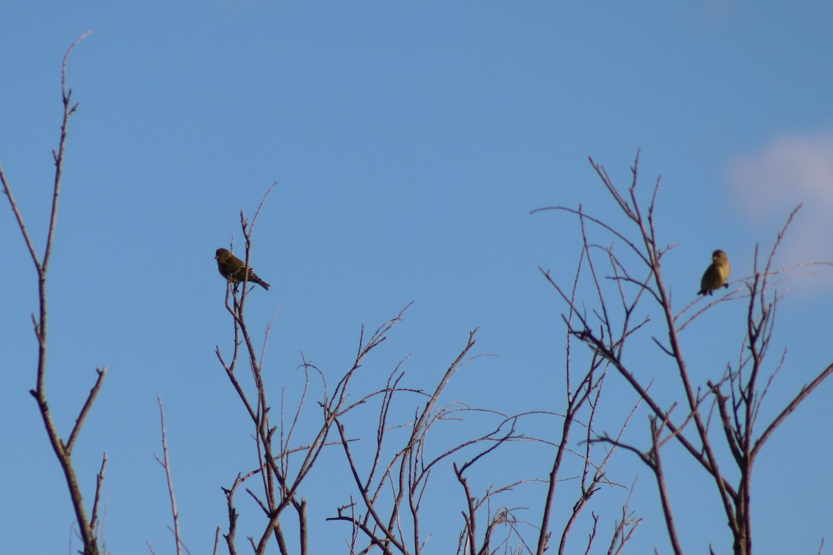 Lesser Goldfinch - ML643186211