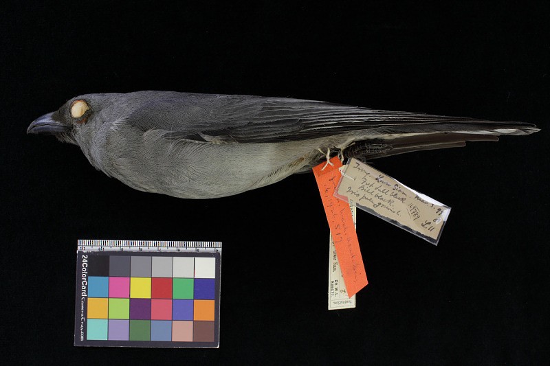 Bar-bellied Cuckooshrike (Roving) - ML643186212